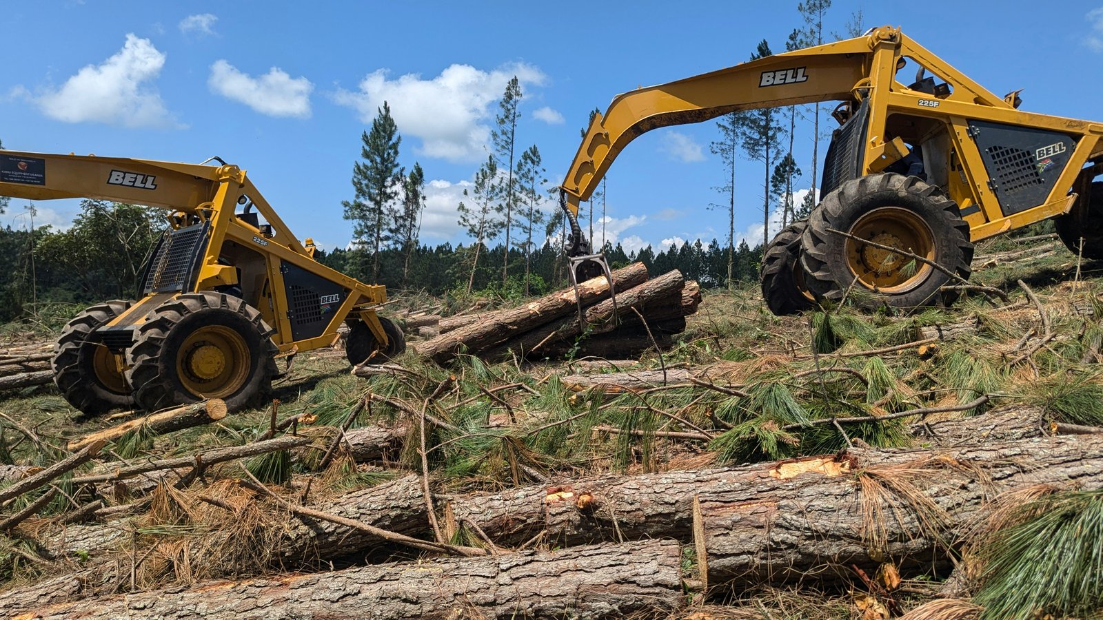 Forestry canopy mapping